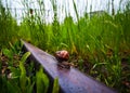 The snail in the rail triage Royalty Free Stock Photo