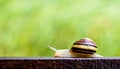 Snail on a rail