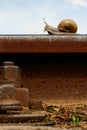 Snail on a railway rail