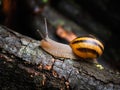 Snail after rain Royalty Free Stock Photo