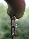 Snail in rain Royalty Free Stock Photo