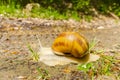 Snail after rain Royalty Free Stock Photo