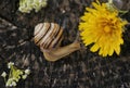 Snail Royalty Free Stock Photo