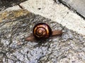 Snail in the rain on the sidewalk of stone. Royalty Free Stock Photo