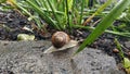 Snail in the rain on the sidewalk of stone. A snail in the rain on the pavement of a stone crawling on their own affairs