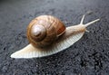 Snail after rain in the street, close-up