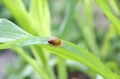 Snail in Rainforest Eating Plant Leaves.
