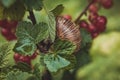 Snail on a red currant leaf Royalty Free Stock Photo