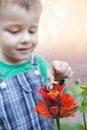 SNAIL ON RED FLOWER. Happy little boy playing in the park with snail at the day time. Selective focus. Royalty Free Stock Photo