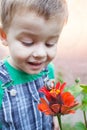 SNAIL ON RED FLOWER. Happy little boy playing in the park with snail at the day time. Selective focus. Royalty Free Stock Photo