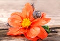 A snail on a red flower. Royalty Free Stock Photo