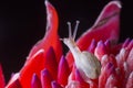 Snail on Red Flower Royalty Free Stock Photo