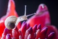 Snail on Red Flower Royalty Free Stock Photo