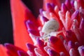 Snail on Red Flower Royalty Free Stock Photo