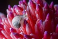 Snail on Red Flower Royalty Free Stock Photo