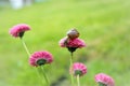 snail on a red garden flower in the garden Royalty Free Stock Photo