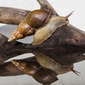Snail on a reflecting surface