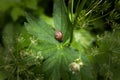 Snail resting on a green leaf Royalty Free Stock Photo