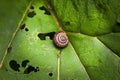 Snail resting on a green leaf Royalty Free Stock Photo