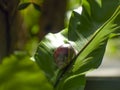 A snail resting on a leaf in the sun with a blurred background Royalty Free Stock Photo