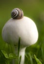 A snail resting on a top of a mushroom Royalty Free Stock Photo