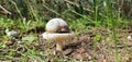 Snail resting on top of a mushroom. Royalty Free Stock Photo