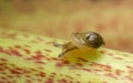 Snail on rhubarb