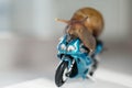 A snail rides a racing motorcycle, concept of speed and success, selective focus Royalty Free Stock Photo