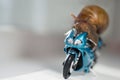 A snail rides a racing motorcycle, concept of speed and success, selective focus Royalty Free Stock Photo