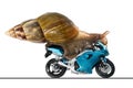 A snail rides a racing motorcycle, concept of speed and success, on a white background Royalty Free Stock Photo