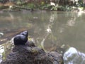 Snail in the river nature background unique