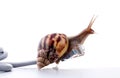 Snail with rj45 connector symbolic photo for slow internet Royalty Free Stock Photo