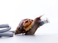 Snail with rj45 connector symbolic photo for slow internet Royalty Free Stock Photo