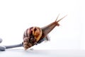 Snail with rj45 connector symbolic photo for slow internet Royalty Free Stock Photo