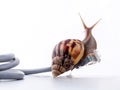 Snail with rj45 connector symbolic photo for slow internet Royalty Free Stock Photo