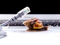 Snail with rj45 connector symbolic photo for slow internet Royalty Free Stock Photo