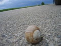 Snail on the road Royalty Free Stock Photo