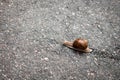 Snail on the road Royalty Free Stock Photo