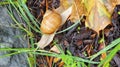 Snail on the road in autumn garden. Royalty Free Stock Photo