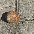 Snail on the road - Cornu aspersum syn. Cryptomphalus aspersus  - garden snail Royalty Free Stock Photo