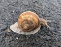 Snail on the road - Cornu aspersum syn. Cryptomphalus aspersus  - garden snail Royalty Free Stock Photo