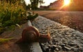 Snail on the road