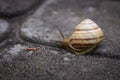 Snail on the road. Slug close up. Grape snail with shell. Nature in details. Slow speed lifestyle. Snail with antenna on asphalt. Royalty Free Stock Photo