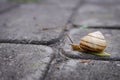 Snail on the road. Slug close up. Grape snail with shell. Nature in details. Slow speed lifestyle. Snail with antenna on asphalt. Royalty Free Stock Photo