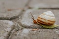 Snail on the road. Slug close up. Grape snail with shell. Nature in details. Slow speed lifestyle. Snail with antenna on asphalt. Royalty Free Stock Photo