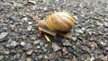 Snail on the road