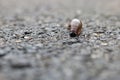 Snail on the road