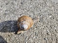 Snail on a road in sunny spring morning
