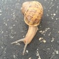 Snail on the road unclose Royalty Free Stock Photo