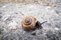 Snail on the road wide angle macro